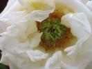 IMG_2331-1.jpg